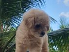 Toy Poodle Female Puppy