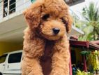 Toy Poodle Female Puppy