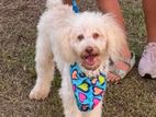 Toy Poodle for crossing