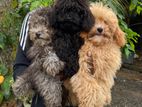 Toy Poodle for Crossing