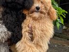 Toy Poodle for Crossing