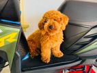 Toy Poodle For Crossing