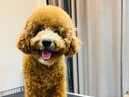 Toy Poodle for Crossing