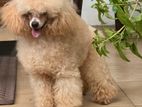 Toy Poodle for crossing