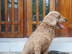 Toy Poodle Dog