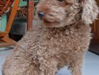 Toy Poodle Puppy