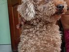 Toy Poodle Puppy
