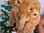 Toy Poodle Puppies