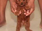 Toy Poodle Puppy