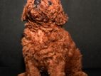 Toy Poodle Puppy