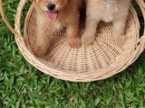 Toy Poodle Puppy