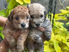 Toy Poodle Puppies
