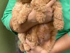 Toy Poodle Puppy