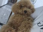 Toy Poodle Puppy