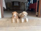toy poodle