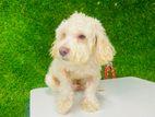 Toy Poodle Puppie for Kind Home