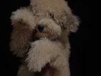 Toy Poodle Puppy