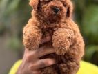 Toy Poodle Puppies