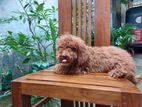 Toy Poodle Dog