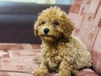 Toy Poodle