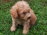 Toy Poodle Puppies