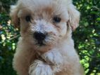 Toy Poodle Puppy