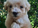 Toy Poodle Puppy