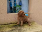 Toy Poodle Puppy