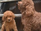 Toy Poodle Puppy