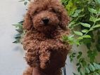 Toy Poodle