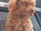 Toy Poodle Puppy