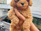 Toy Poodle