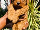 Toy Poodle