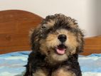 Toy Poodle Dog