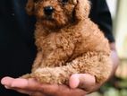 Toy Poodle