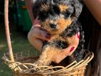 Toy Poodle