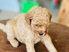 Toy Poodle Puppies