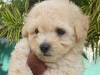 Toy Poodle Puppy