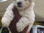 Toy Poodle Puppy