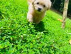 Toy poodle