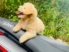 Toy Poodle Puppies
