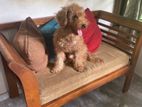Toy poodle