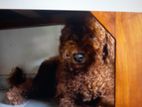 toy poodle