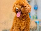 Toy Poodle Male Crossing