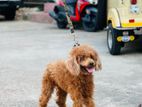 Toy Poodle Male Dog Crossing