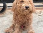 Toy Poodle Male Dog