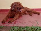 Toy Poodle Male for Crossing