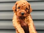 Toy Poodle Male Puppy