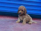 Toy Poodle Male Puppy