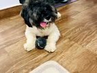 Toy Poodle Mix Male Dog for Crossing